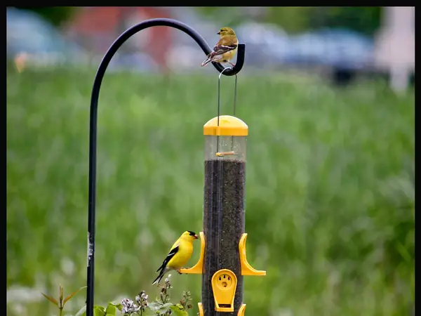 American goldfinches at a yellow tube feeder on a garden pole